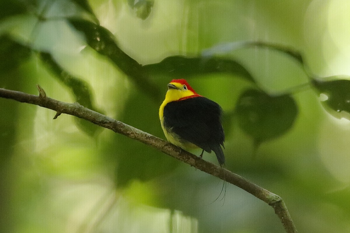 Wire-tailed Manakin - ML220252671