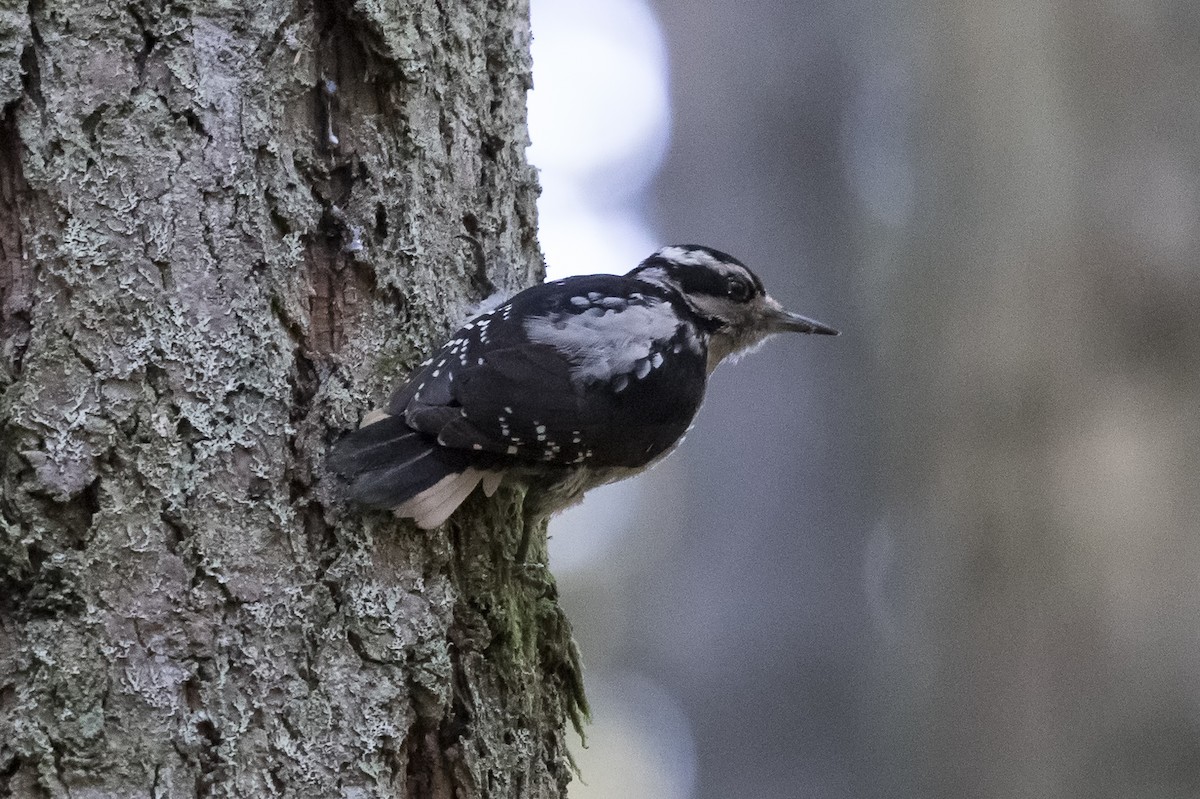 Hairy Woodpecker - ML220252781