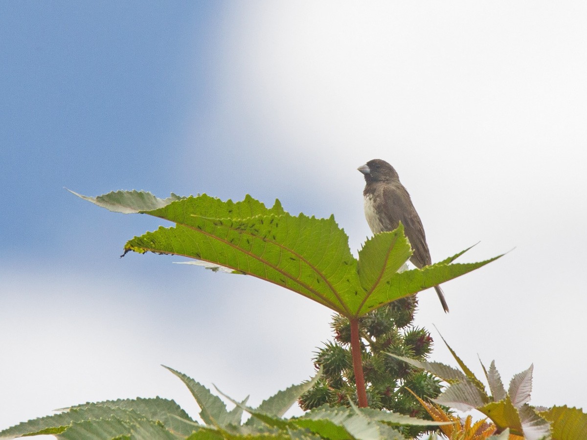 Yellow-bellied Seedeater - ML220252821