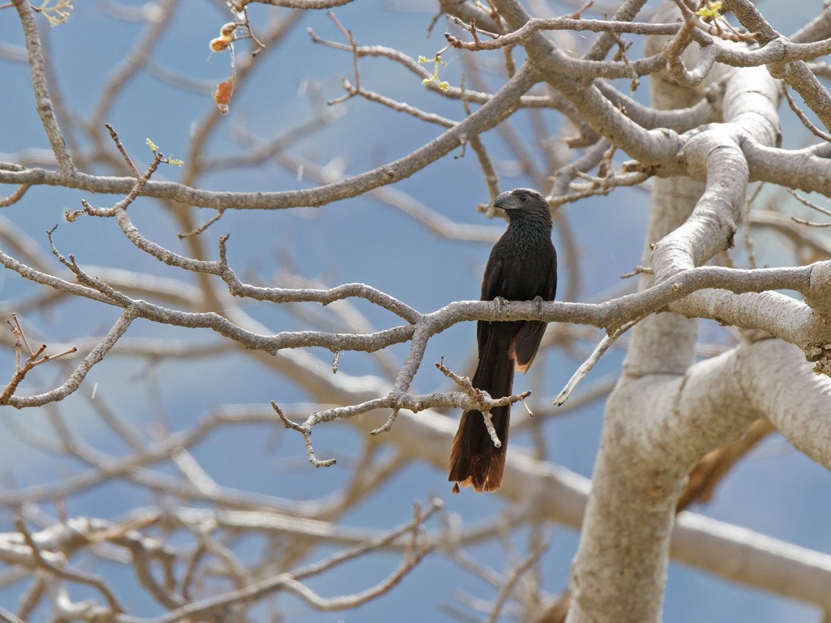 Groove-billed Ani - ML220253031