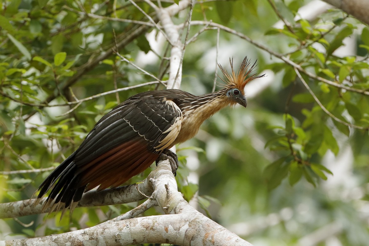 Hoatzin - ML220253151