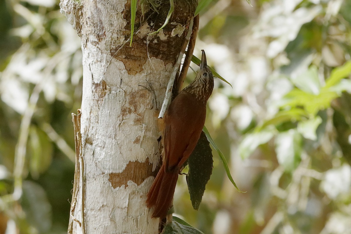 Straight-billed Woodcreeper - ML220253161