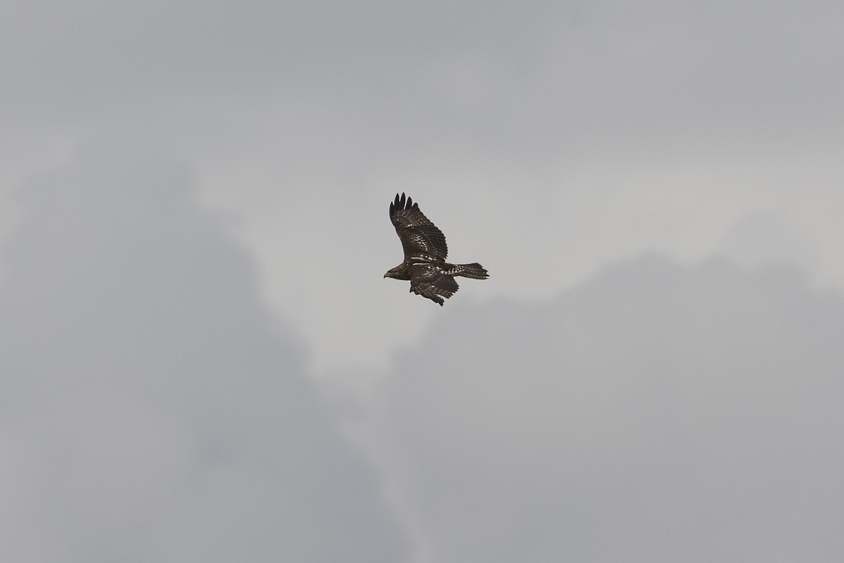 Red-tailed Hawk - Anthony Gliozzo