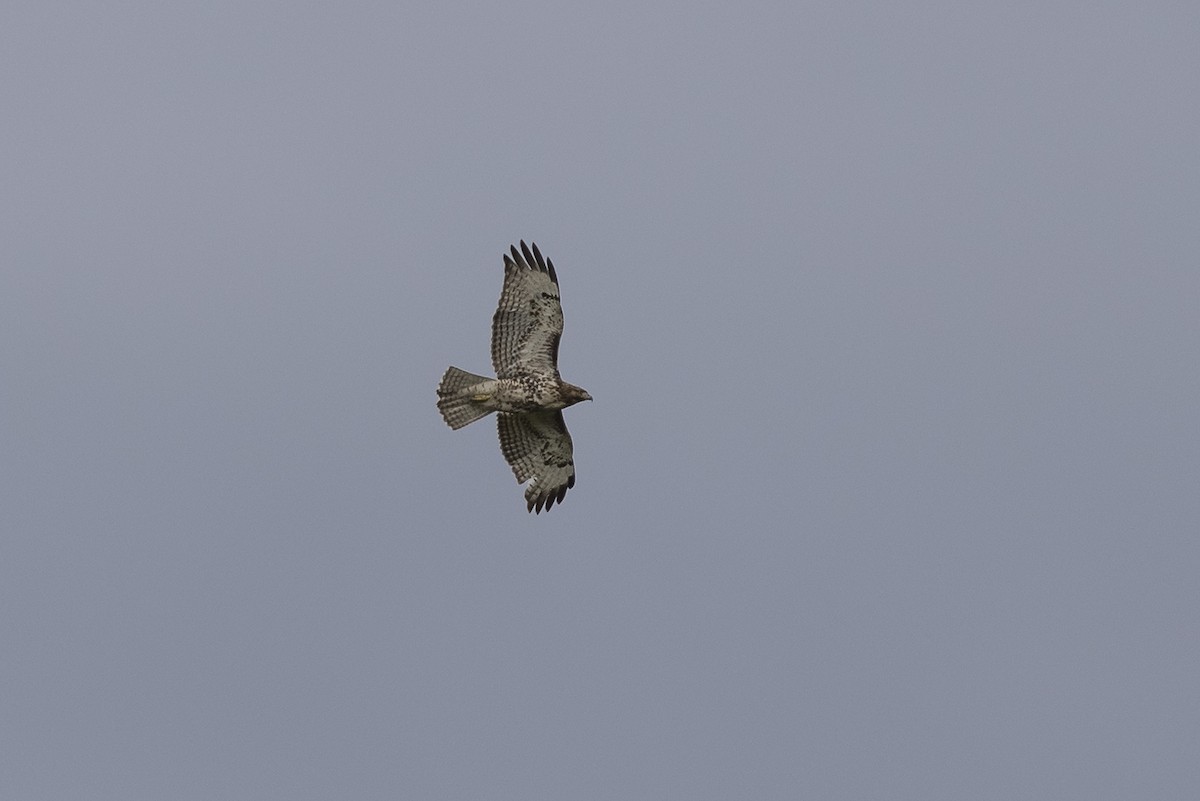 Red-tailed Hawk - Anthony Gliozzo