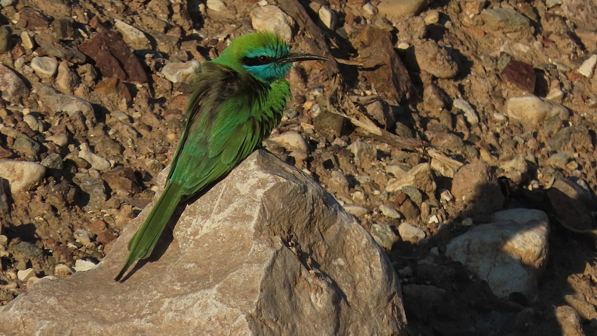 Arabian Green Bee-eater - ML220254171