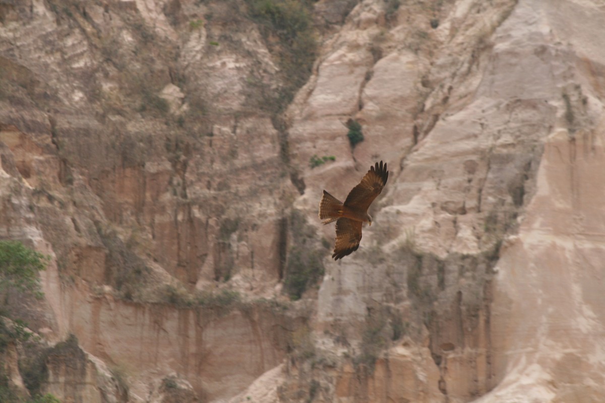 Black Kite (Yellow-billed) - ML220254801