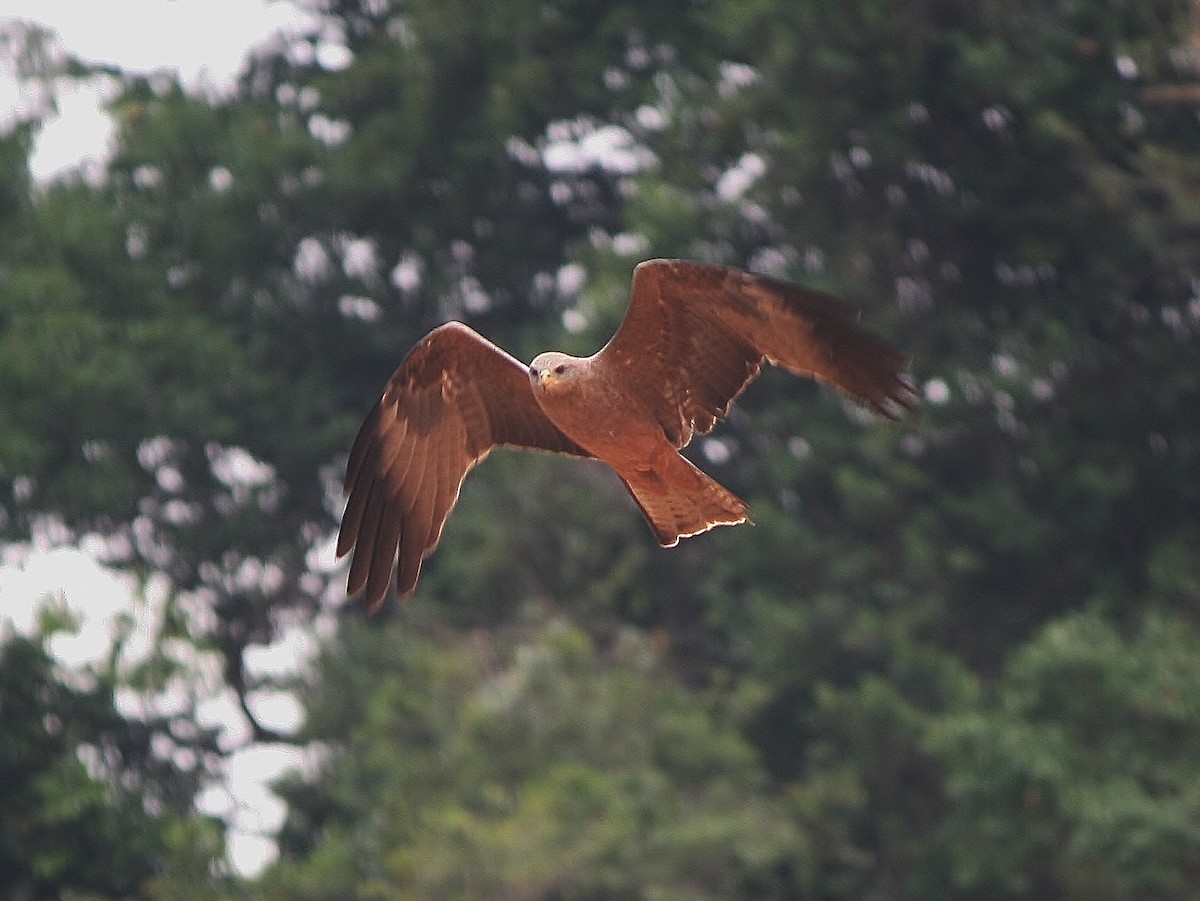 Black Kite (Yellow-billed) - ML220254851