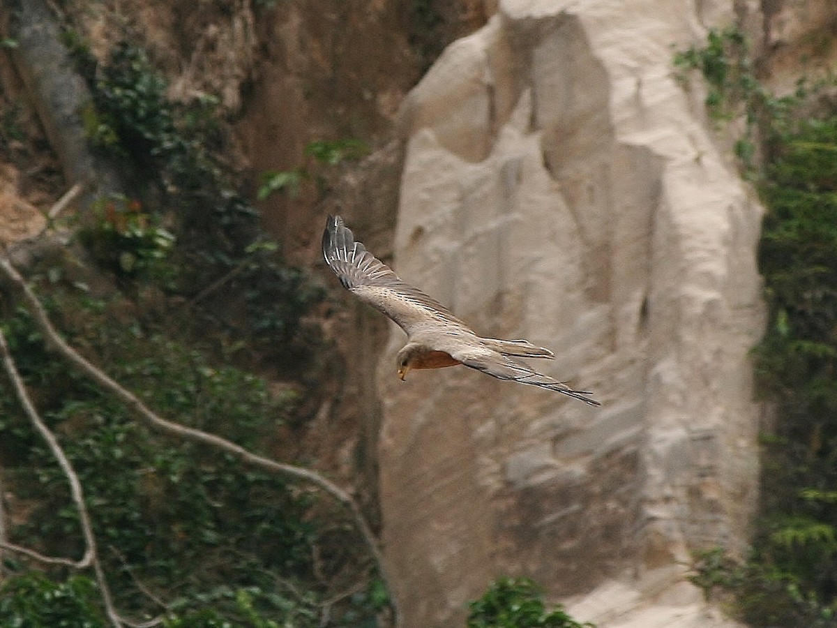 Black Kite (Yellow-billed) - ML220254881