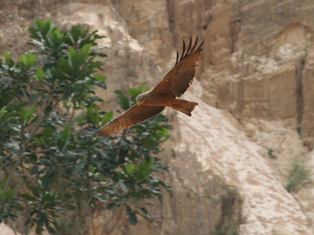 Black Kite (Yellow-billed) - ML220254901