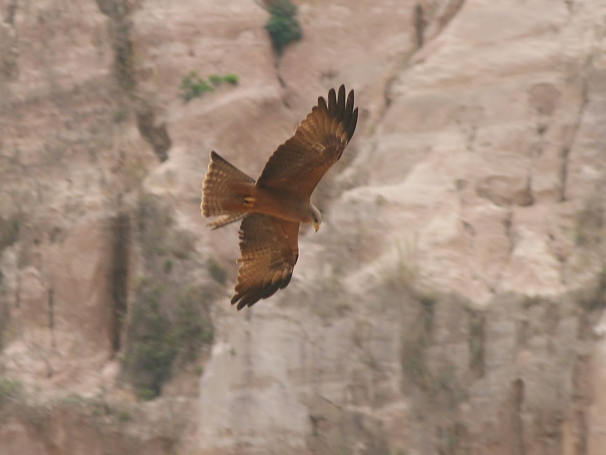 Black Kite (Yellow-billed) - ML220254991