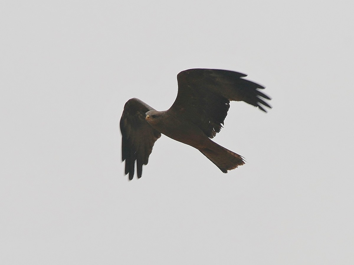 Black Kite (Yellow-billed) - Tony King