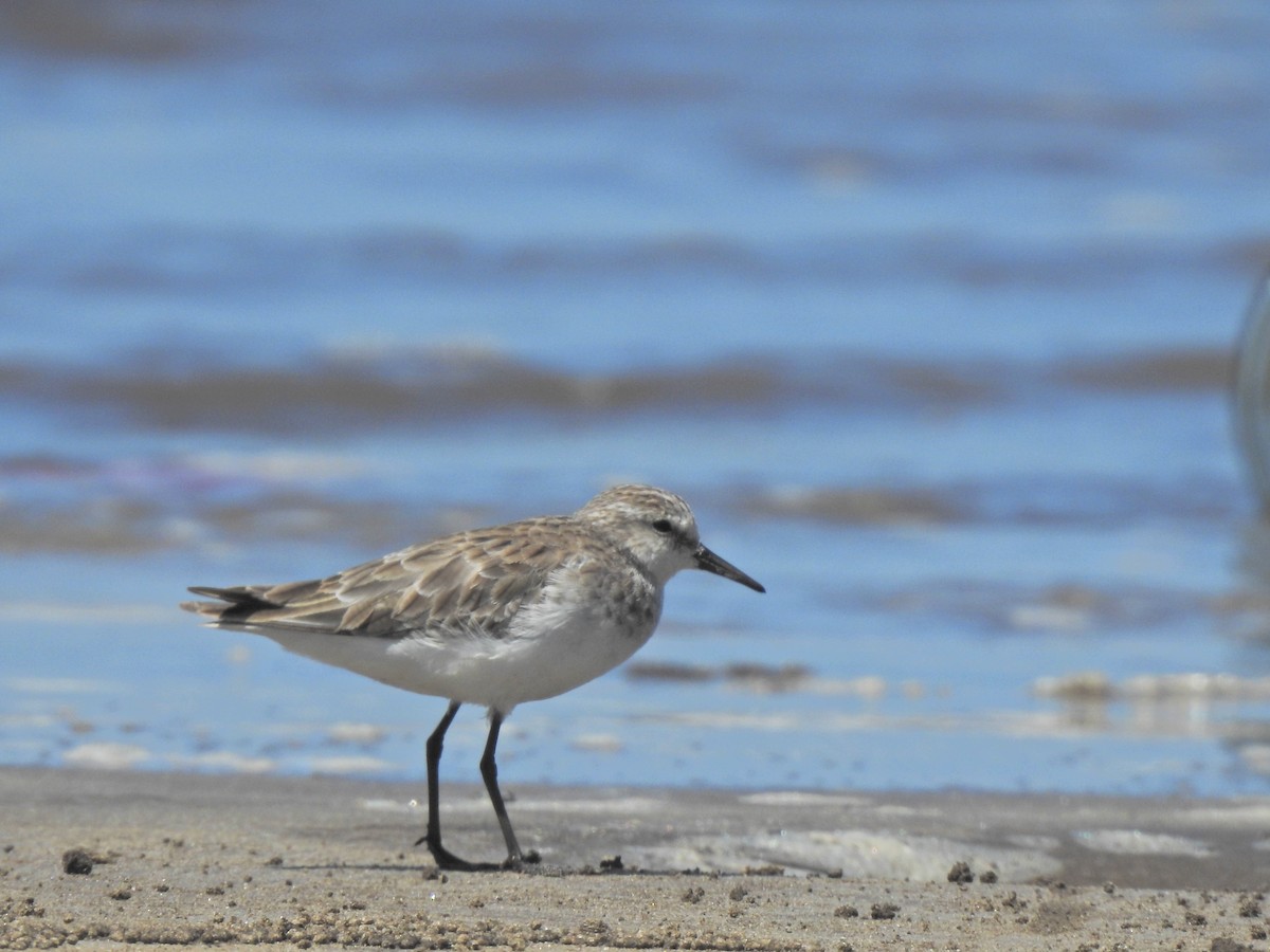 Little Stint - Suhas P