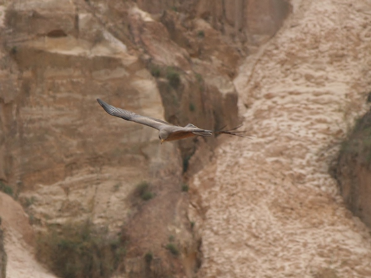 Black Kite (Yellow-billed) - ML220255241