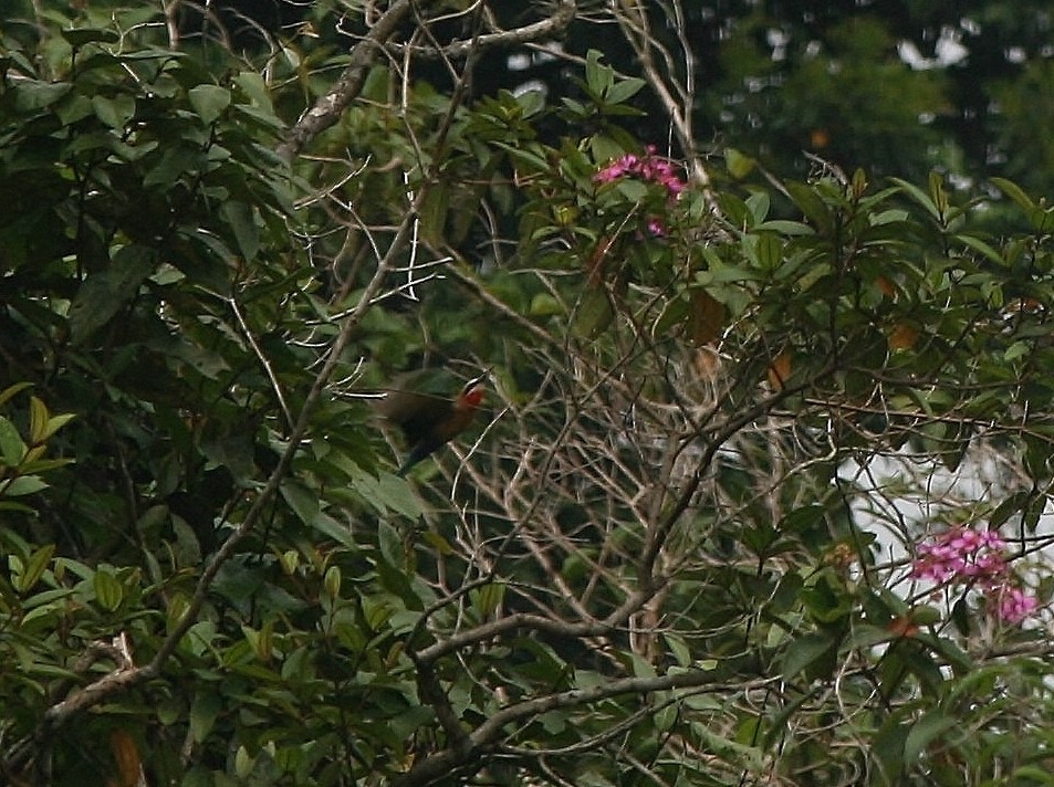 White-fronted Bee-eater - ML220255561