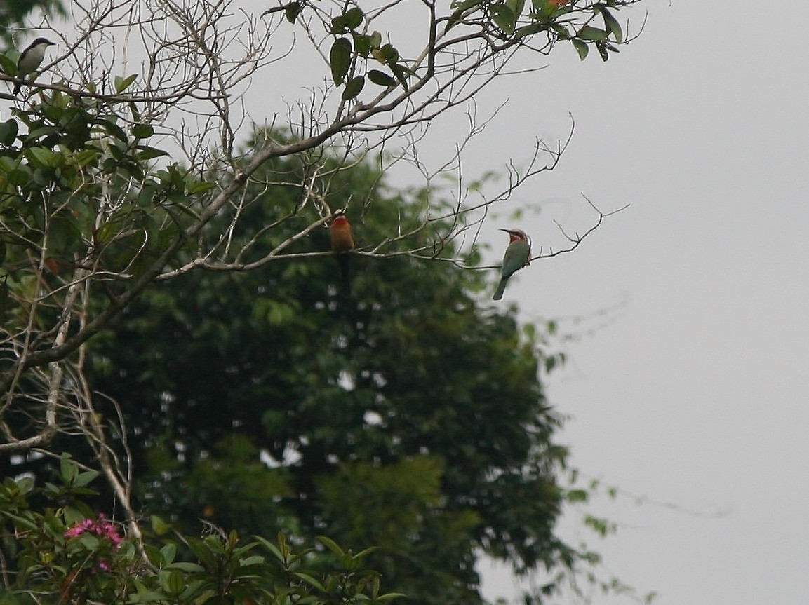 White-fronted Bee-eater - ML220255601