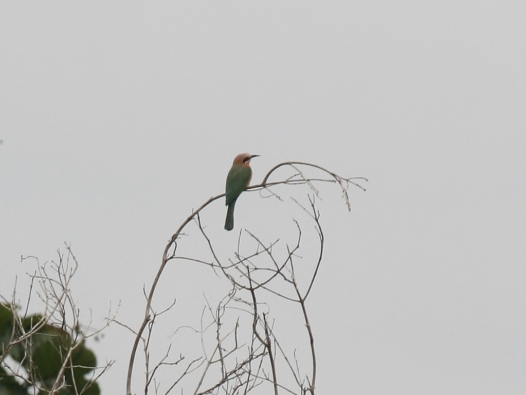 White-fronted Bee-eater - ML220255631
