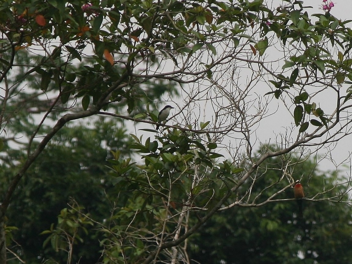 African Shrike-flycatcher - ML220255911