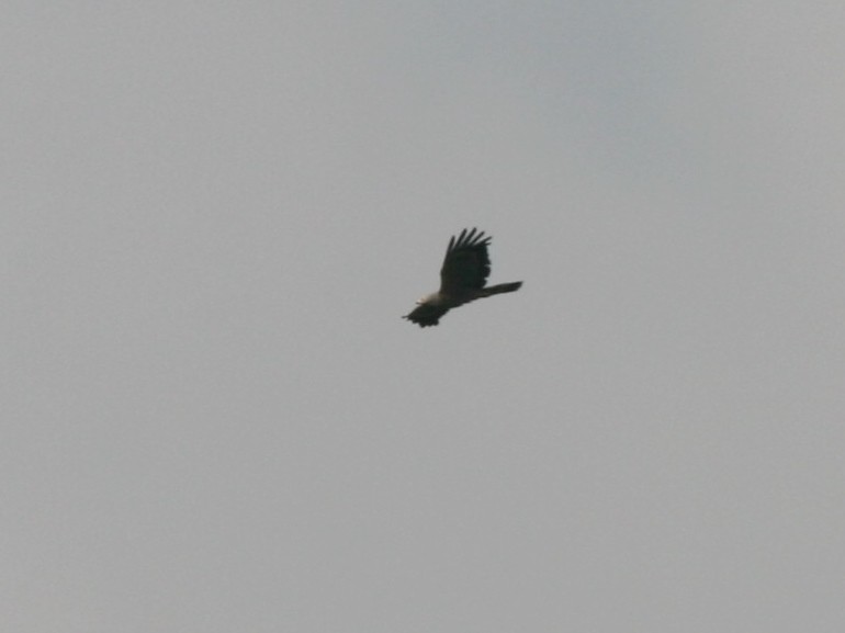 African Harrier-Hawk - ML220256301