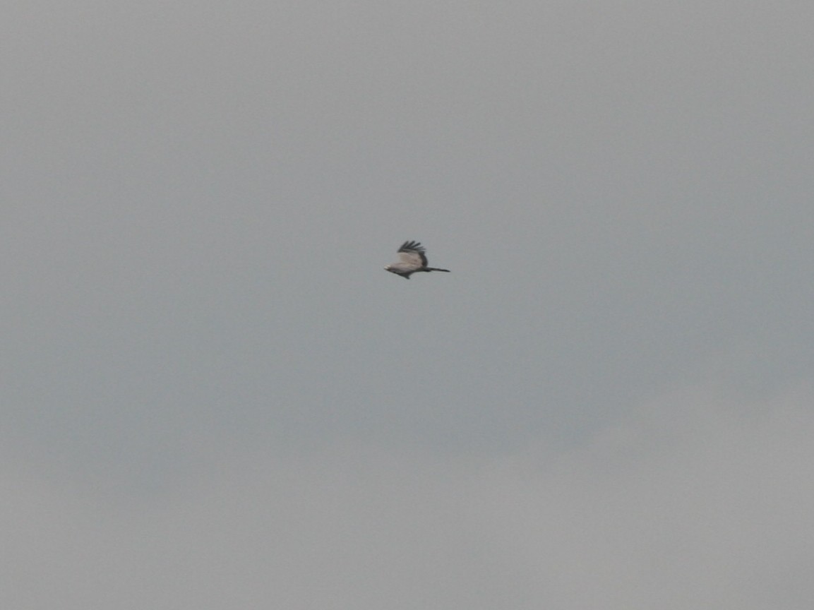 African Harrier-Hawk - ML220256311