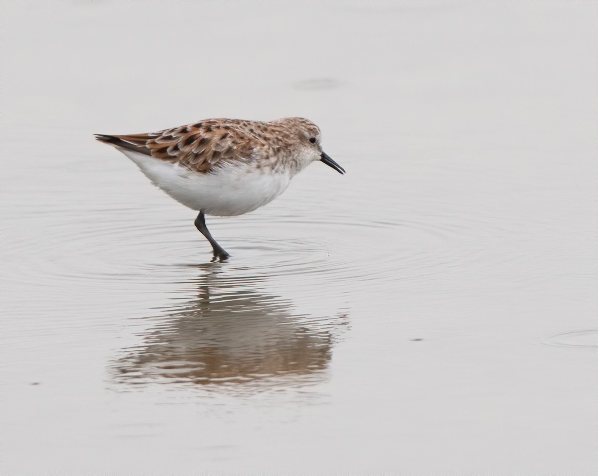 Little Stint - jimmy Yao