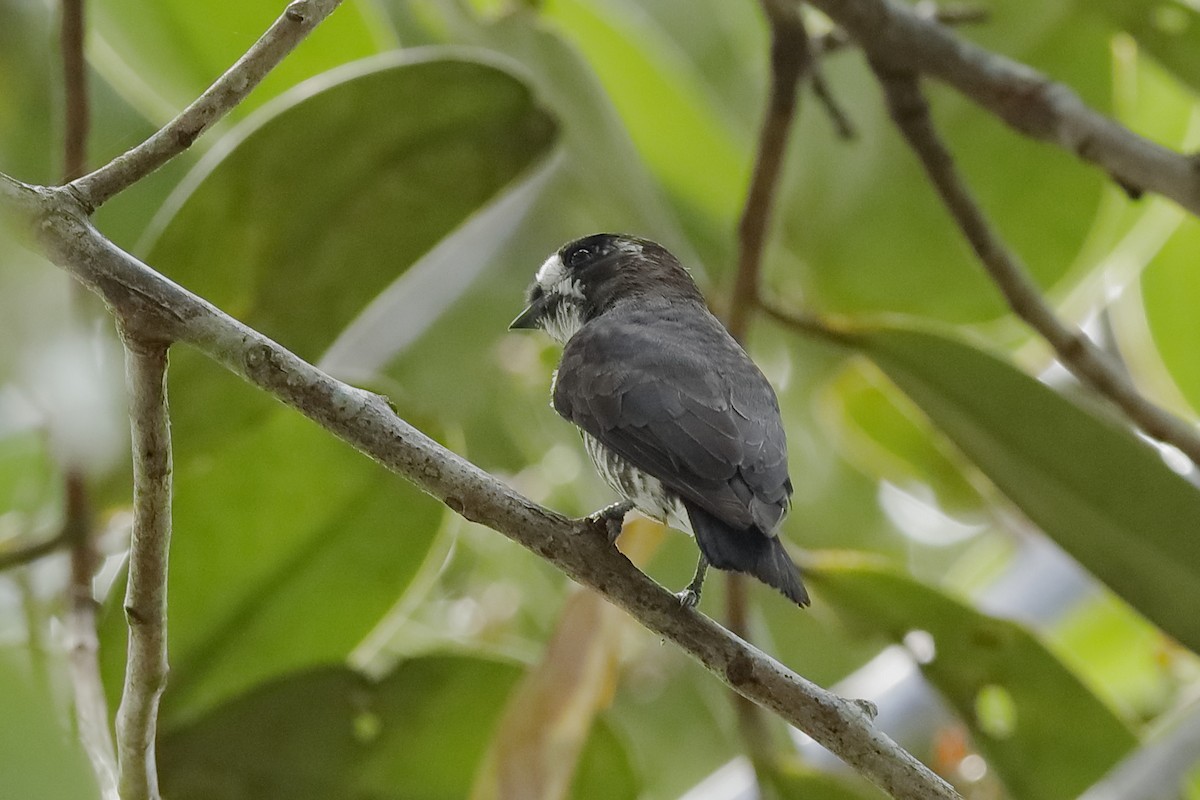 White-browed Purpletuft - ML220256591