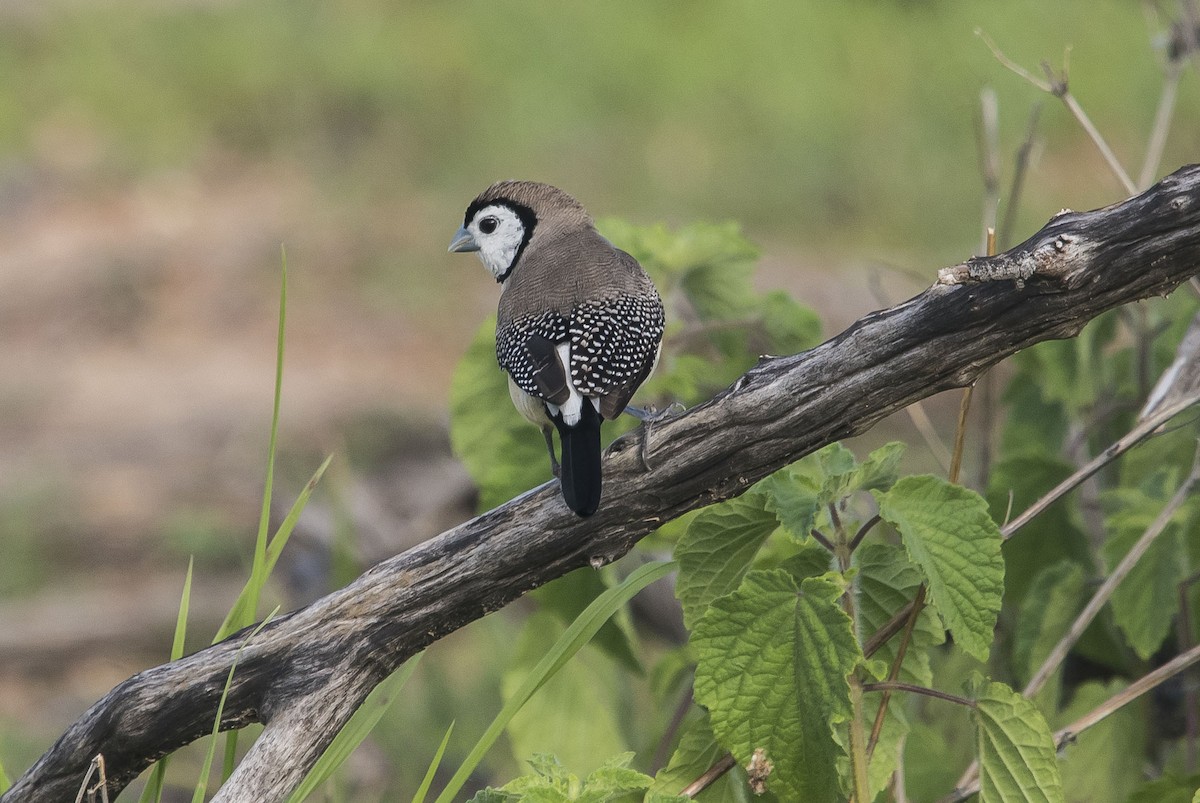 Double-barred Finch - ML220257601