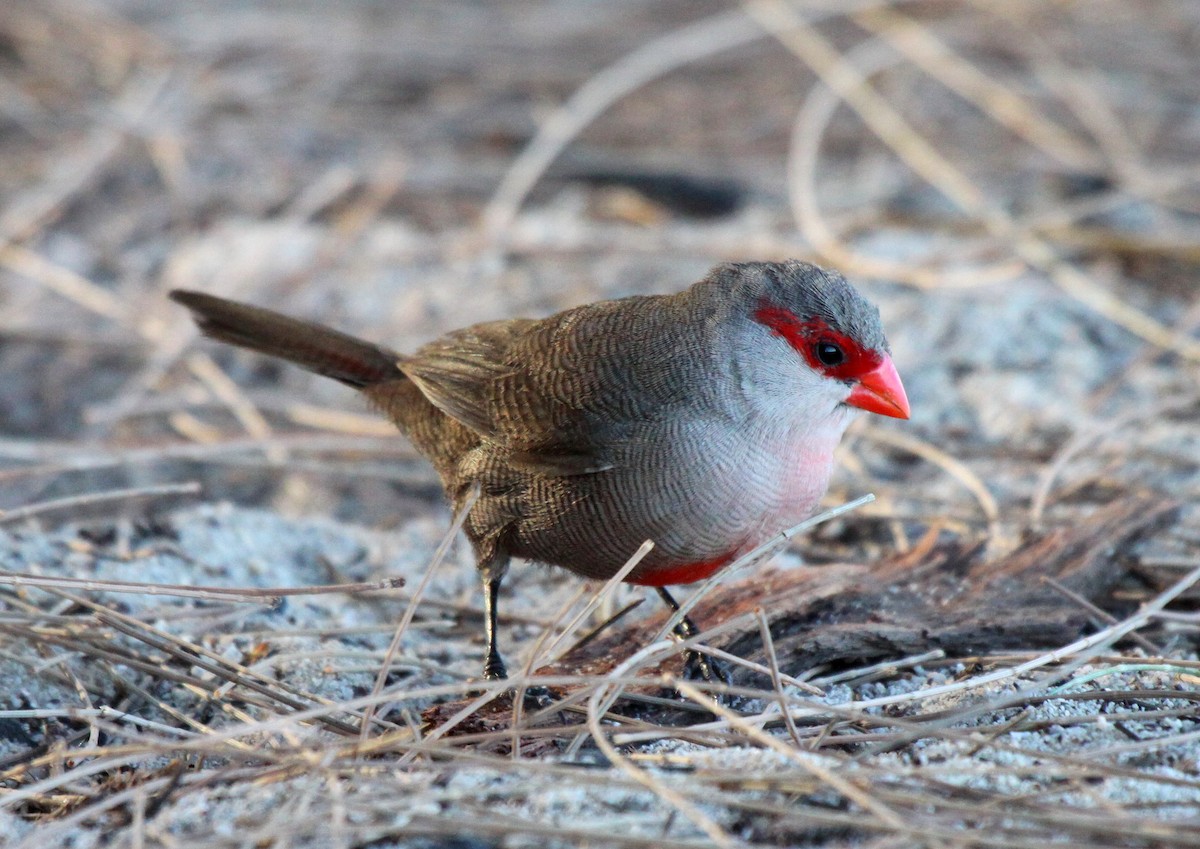 Common Waxbill - ML220258111