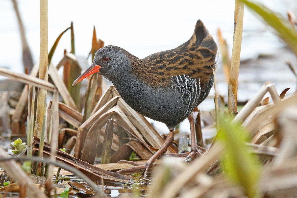 Water Rail - ML220259391