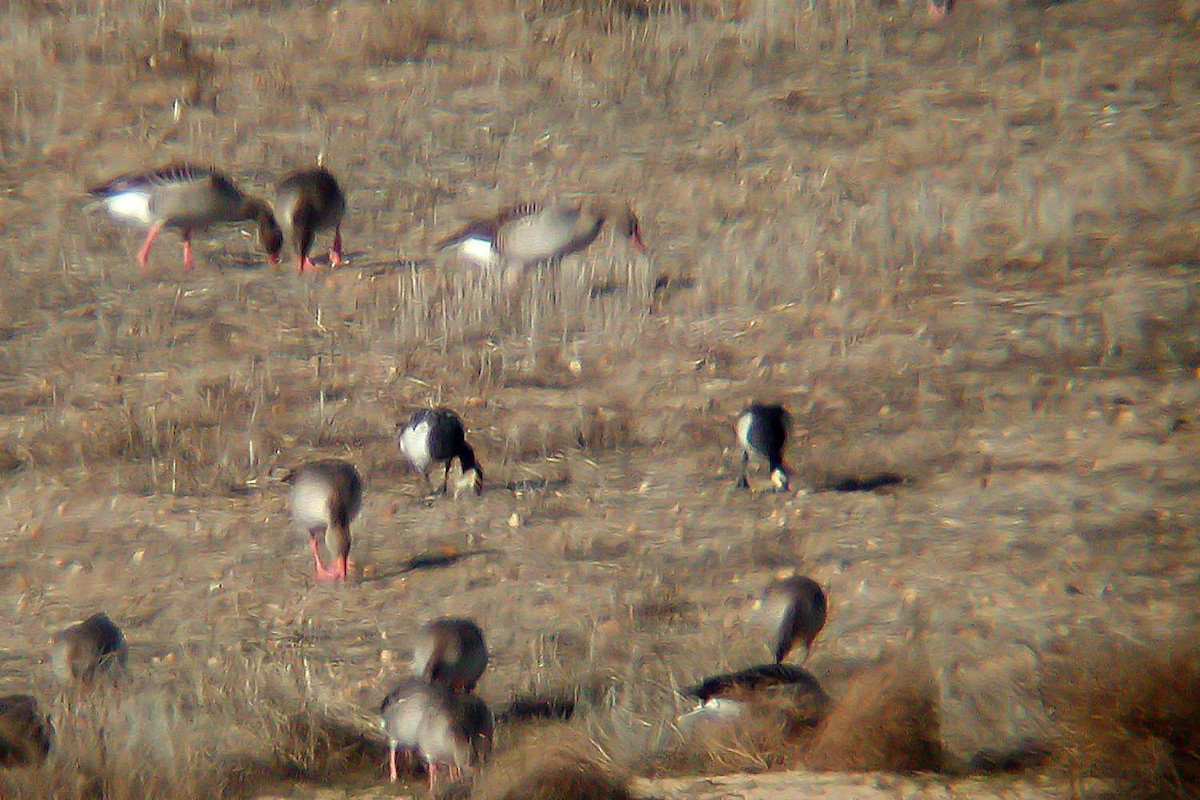 Barnacle Goose - ML220261741