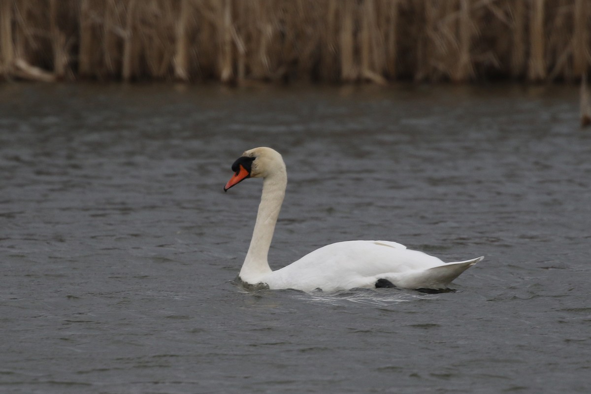 Mute Swan - ML220262461