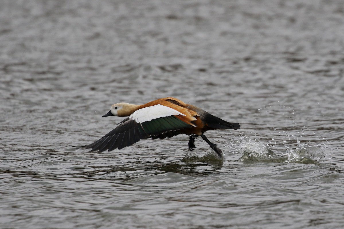 Ruddy Shelduck - ML220262471