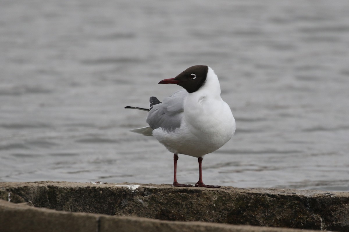 Black-headed Gull - ML220262501