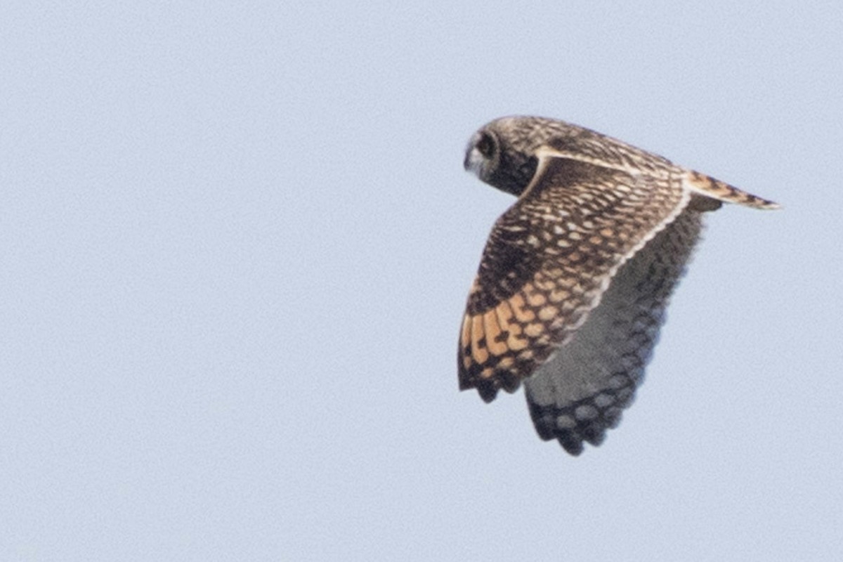 Short-eared Owl - Michael Bowen