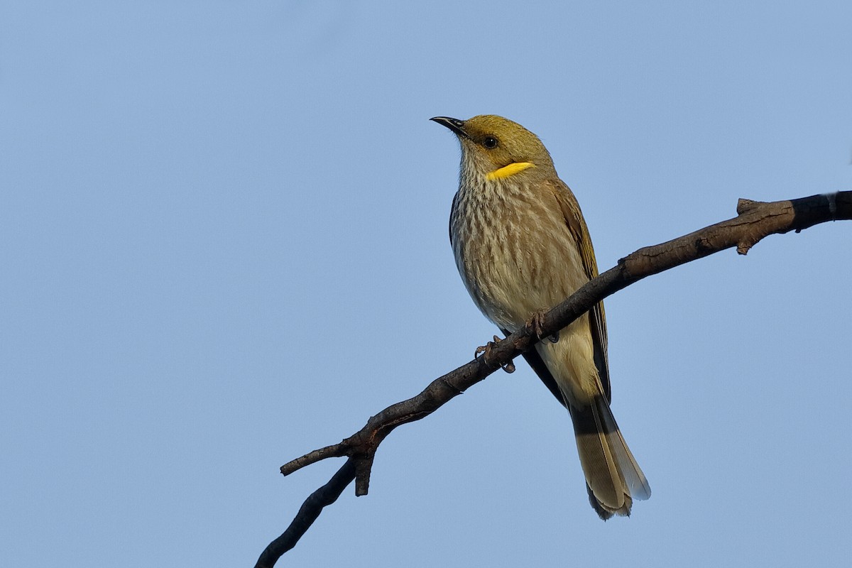 Yellow-plumed Honeyeater - ML220265231