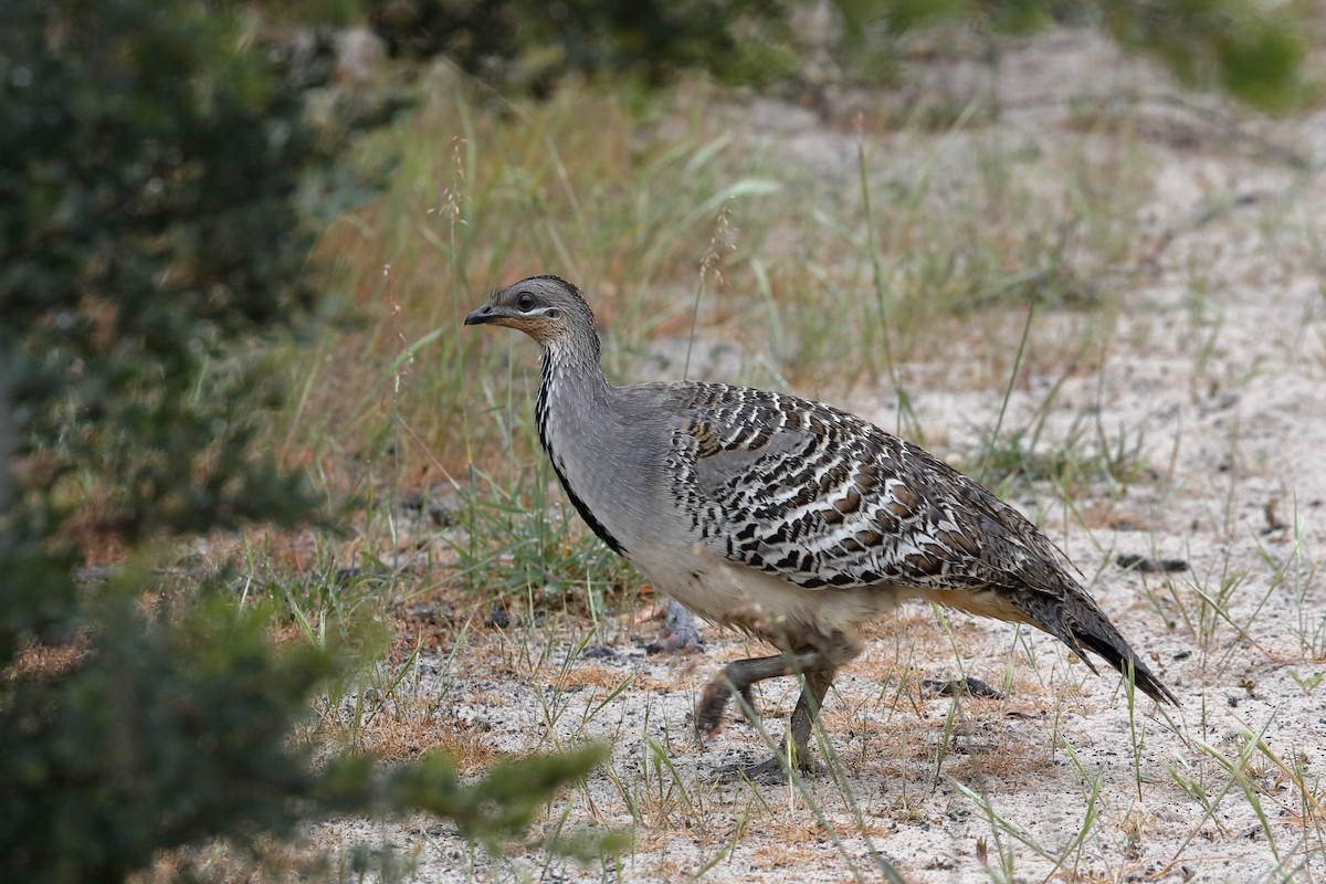 Malleefowl - ML220266271