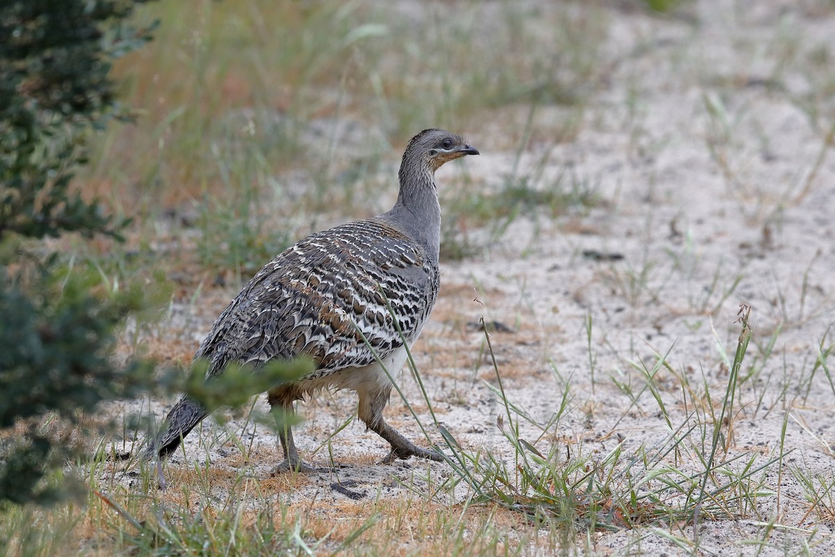 Malleefowl - ML220266291