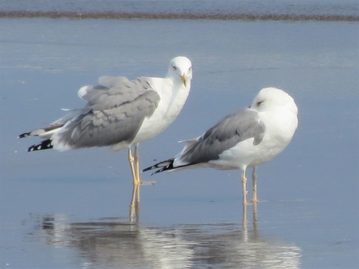 Caspian Gull - ML220267281