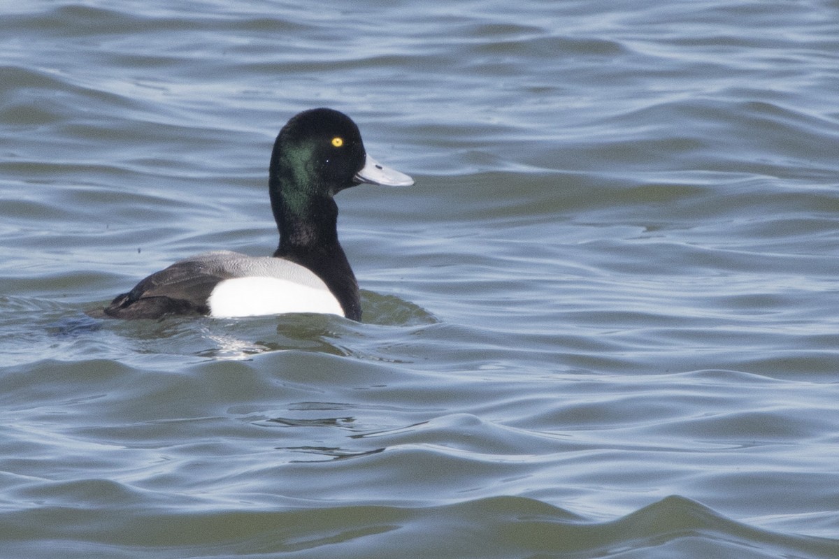 Lesser Scaup - Michael Bowen