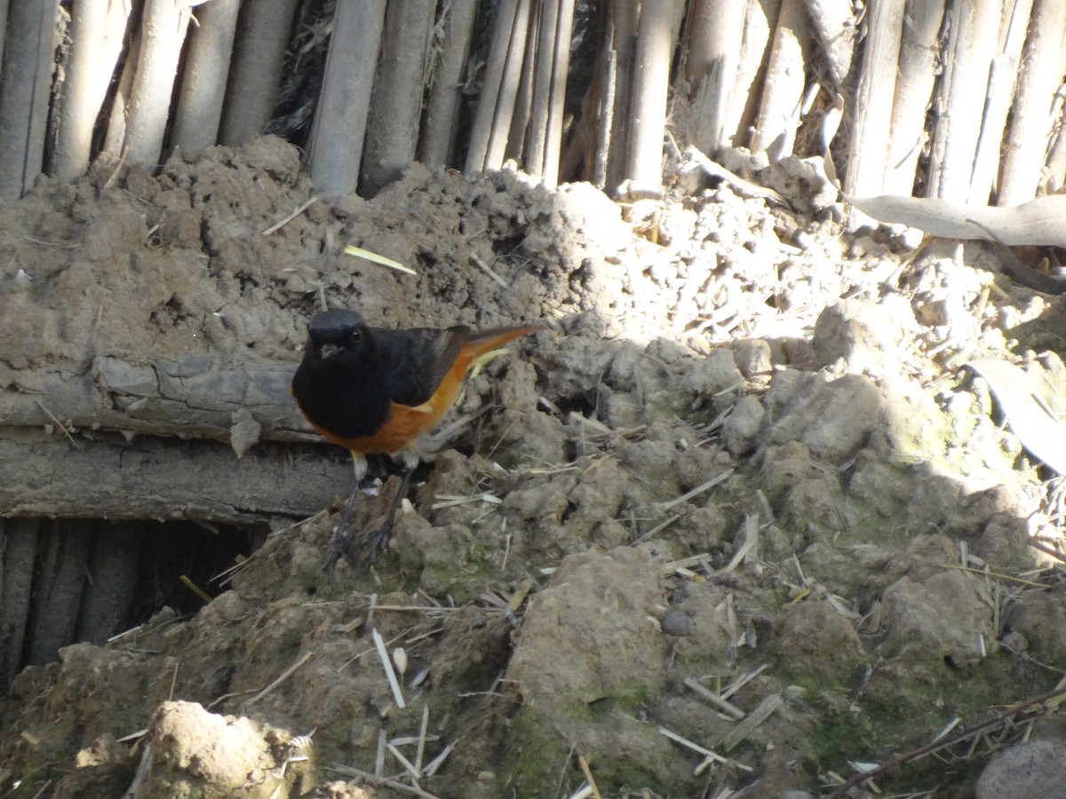 Black Redstart - Taukeer Alam Lodha