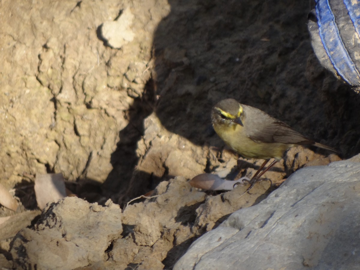 Sulphur-bellied Warbler - ML220268791