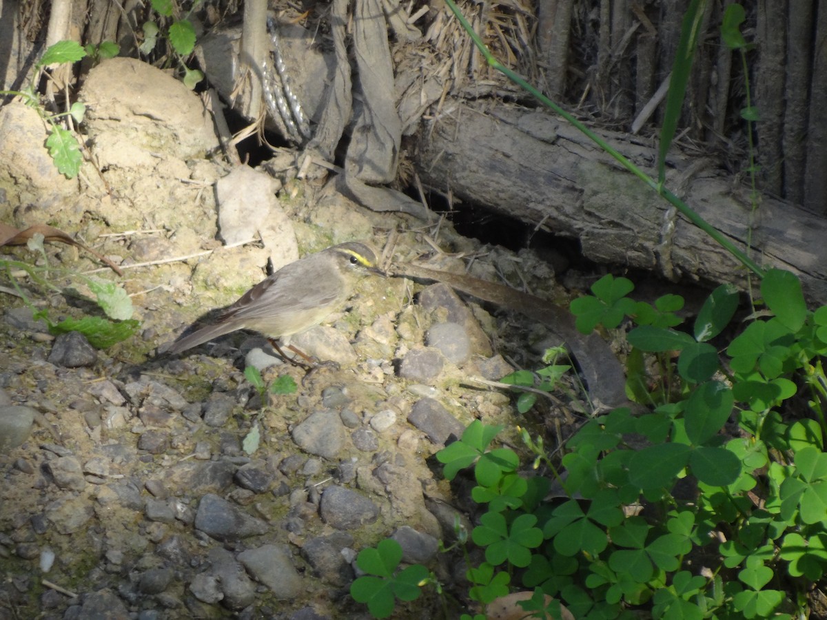 Sulphur-bellied Warbler - ML220268831