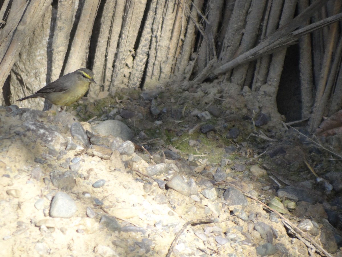 Sulphur-bellied Warbler - ML220268871