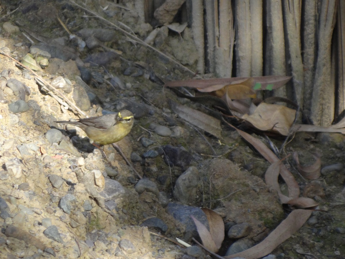 Sulphur-bellied Warbler - ML220268881