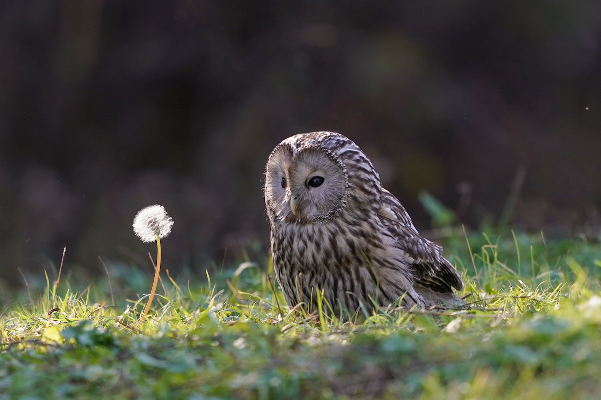 Ural Owl - Jessica Wang