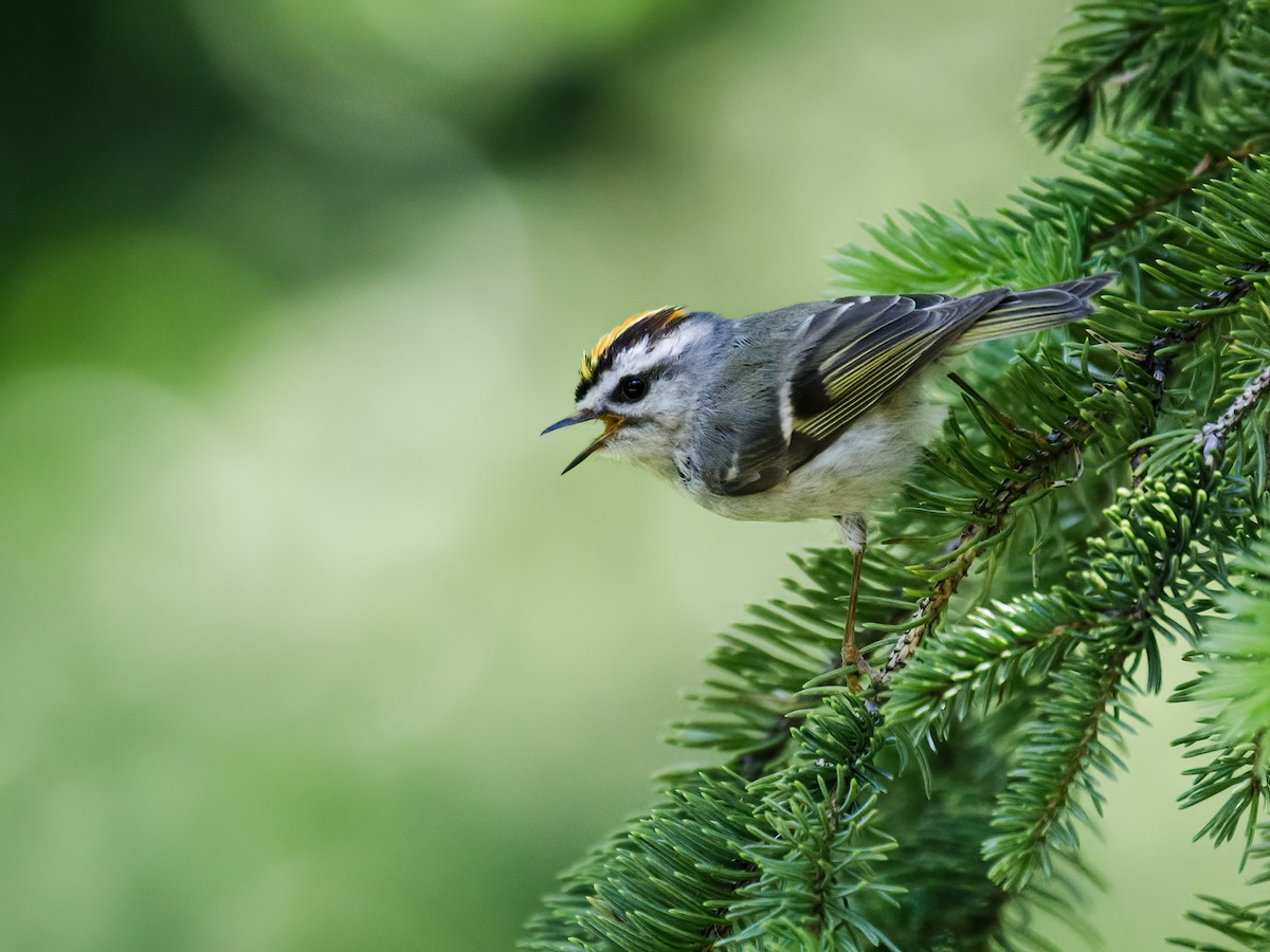 Golden-crowned Kinglet - Nick Athanas