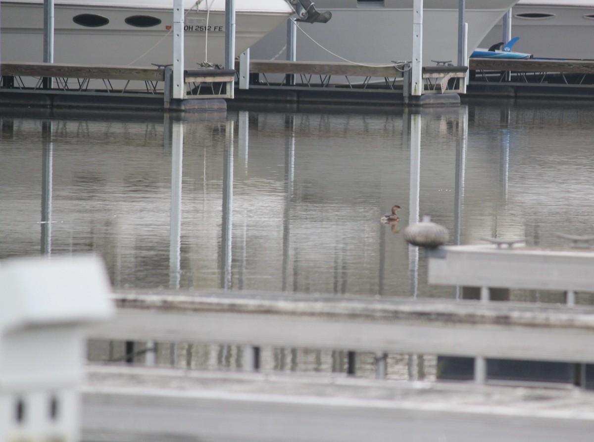 Pied-billed Grebe - ML22026951