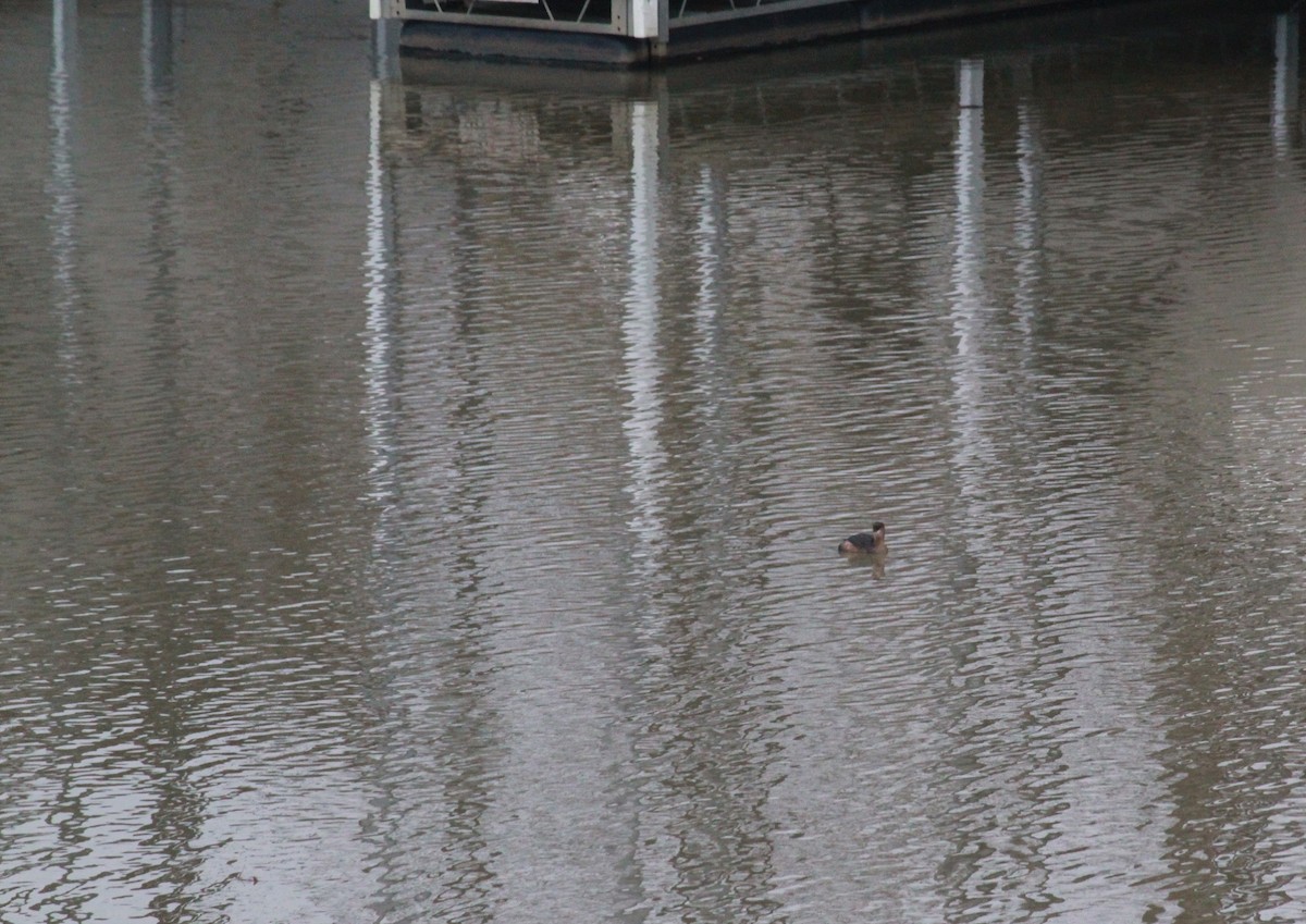 Pied-billed Grebe - ML22026971