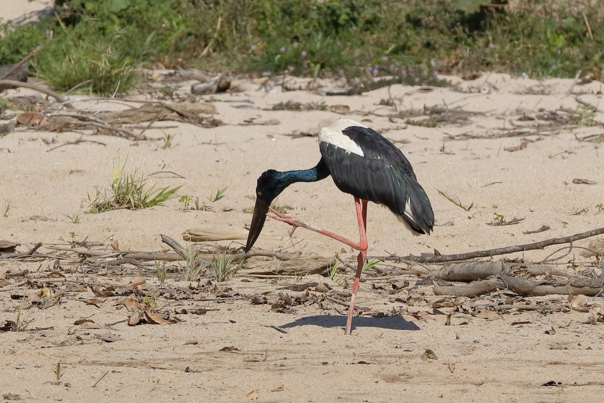 Black-necked Stork - Holger Teichmann