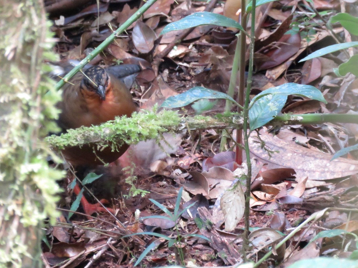 Борнейская лесная куропатка - ML220269891