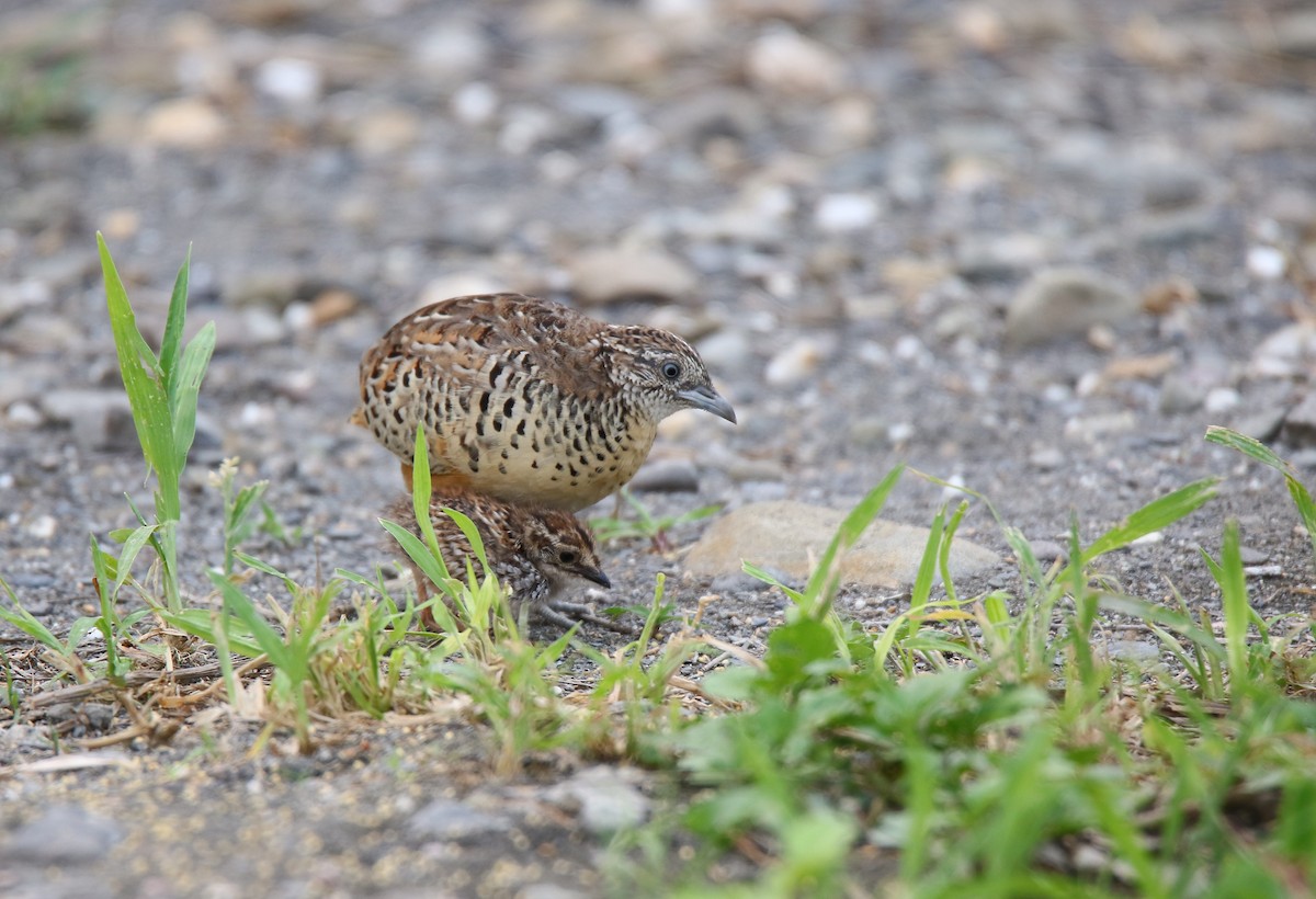 Barred Buttonquail - ML220275421